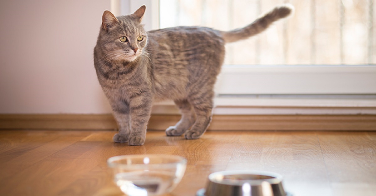 Il gattino soriano non vuole alzarsi per bere l’acqua, nel video tutta la sua pigrizia