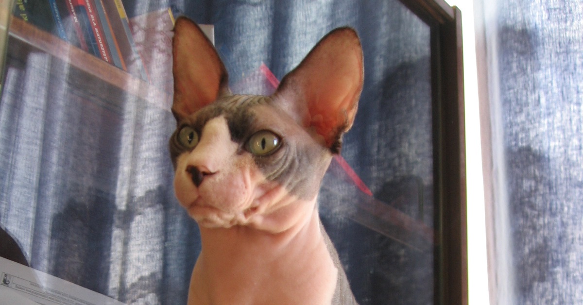 Il gattino Sphynx tenta il salto perfetto, è impossibile non ridere guardando il video