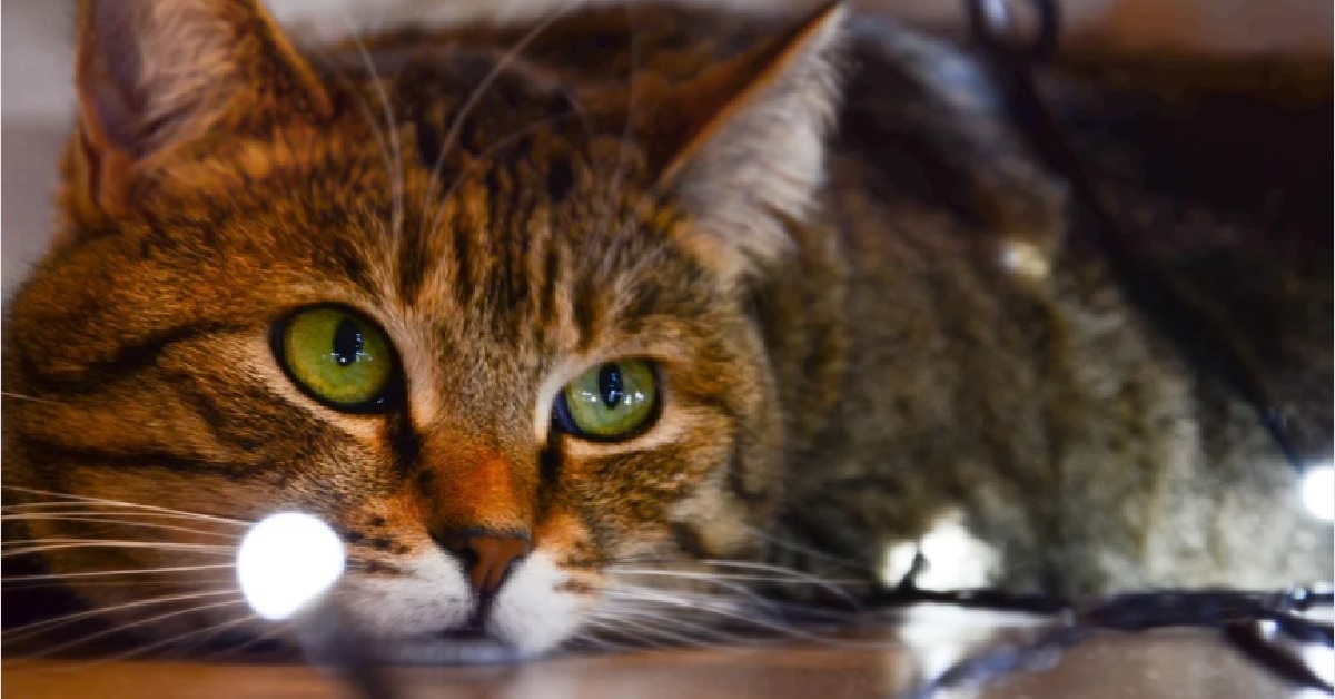 Il gattino Tuxedo è incuriosito dal lampadario, ecco nel video dove lo porta la sua curiosità