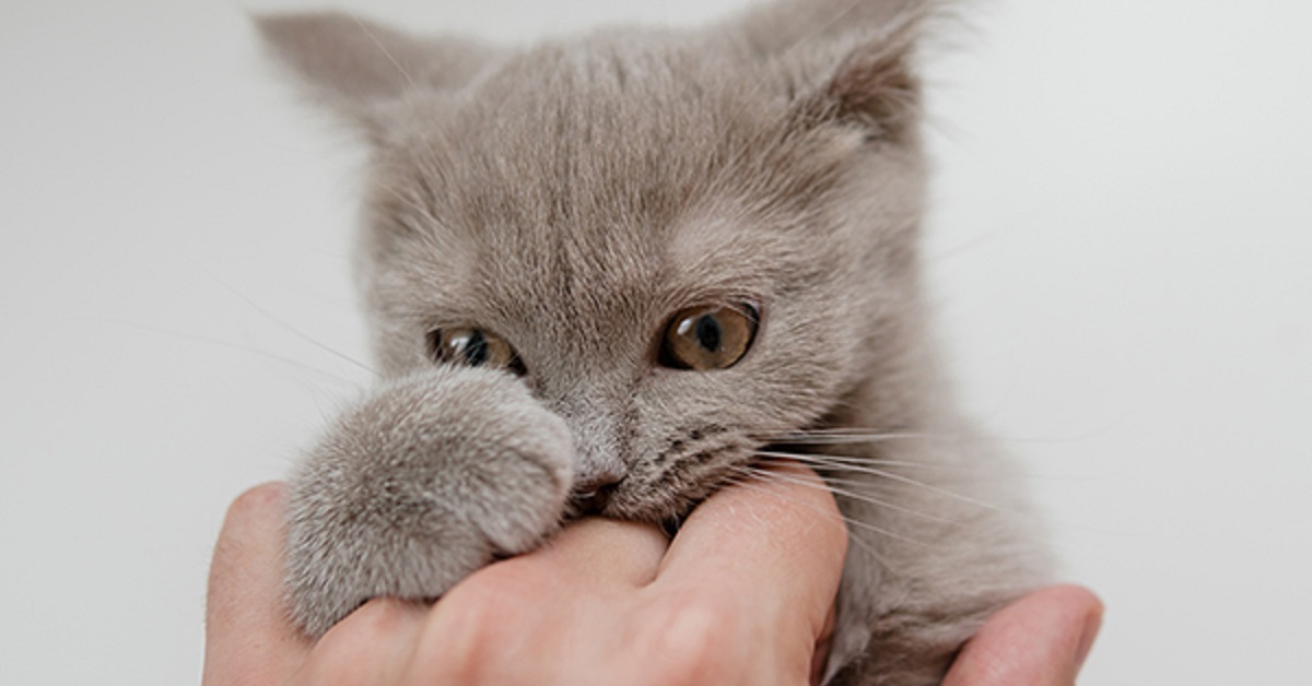 Il gattino Tuxedo gioca con la mano della mamma, il video è da vedere e rivedere