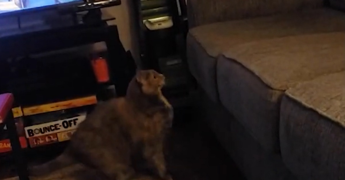 Il gattino un po’ paffuto vuole salire sul divano, è impossibile trattenere le risate guardando il video