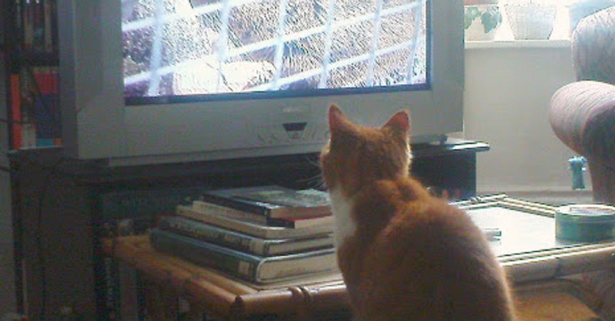 Il gattino vede comparire un puma in televisione, la sua reazione in video è clamorosa