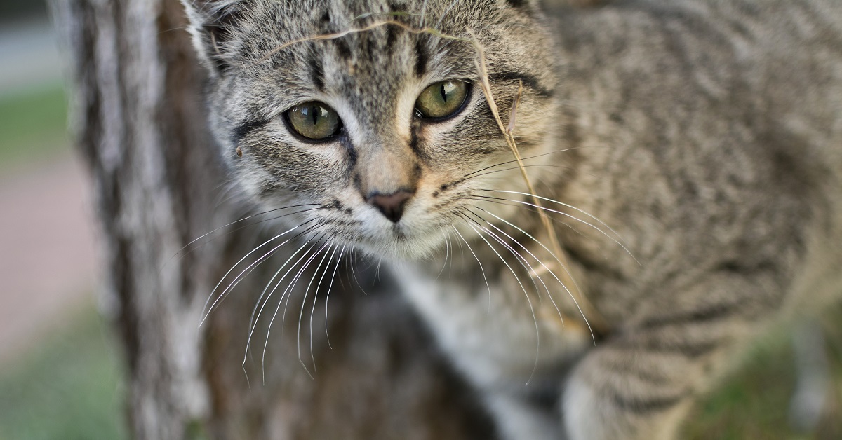 Il gattino vuole catturare i pesci nello stagno, ma un clamoroso problema nel video glielo impedisce