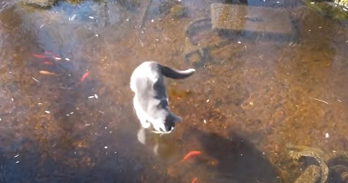 gatto ghiaccio pesce