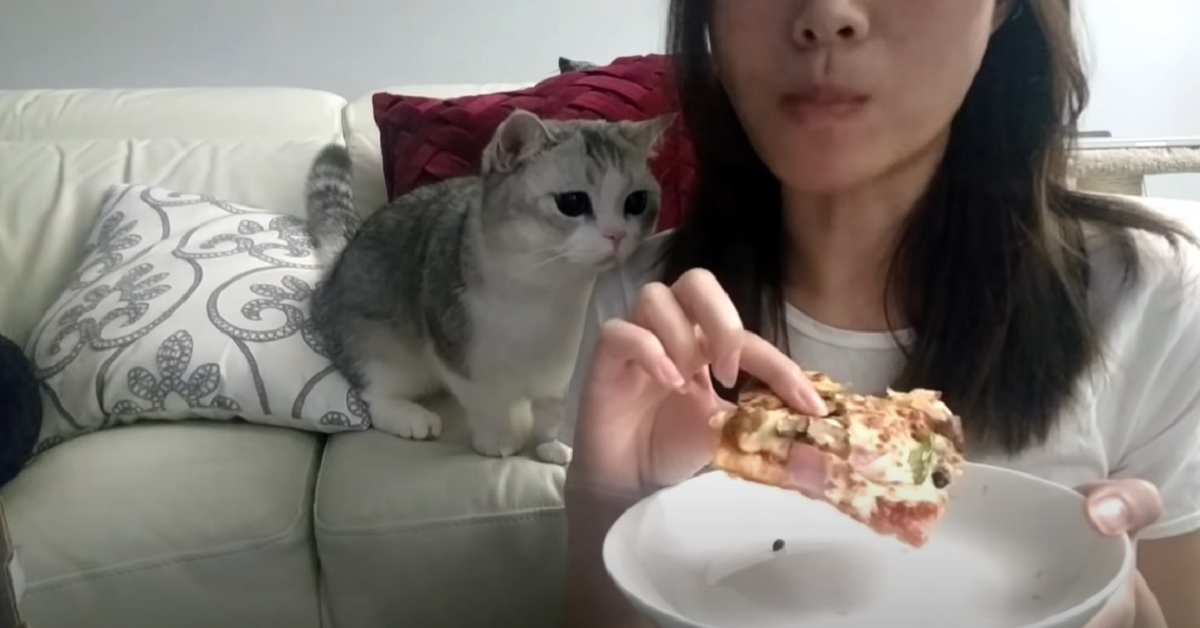Il gattino vuole rubare la pizza ad ogni costo, tutti i suoi divertenti tentativi in video
