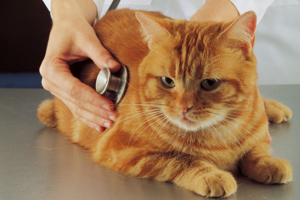 gatto dal veterinario