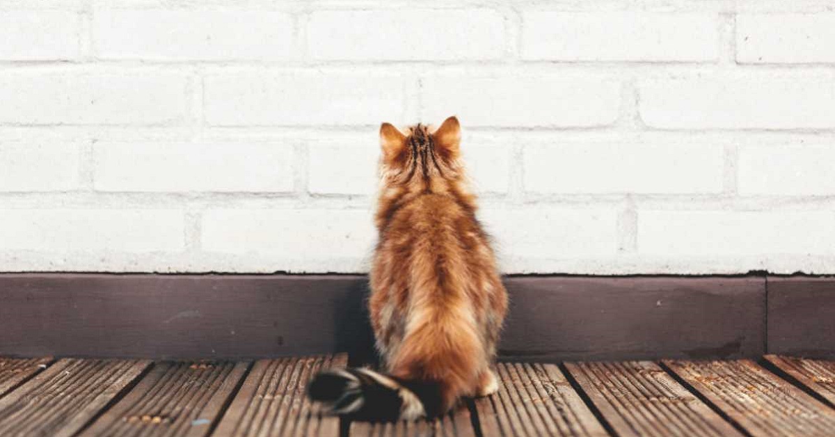 Il gatto cammina attaccato alla parete: che cosa può significare?