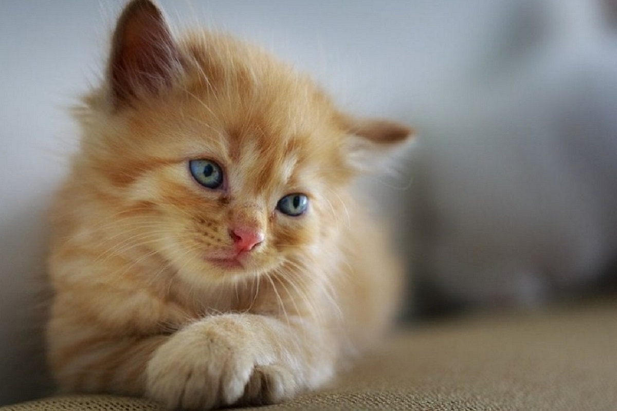 cucciolo di gatto