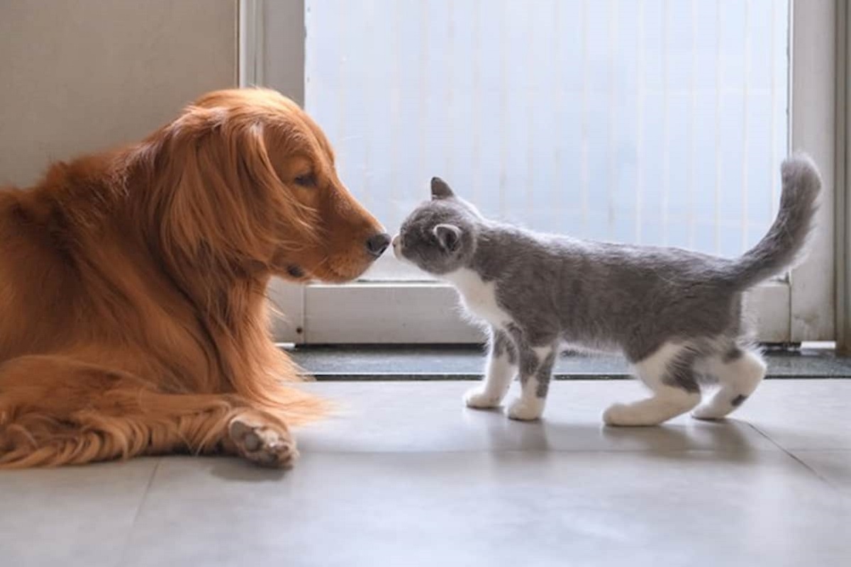 cane e gatto 