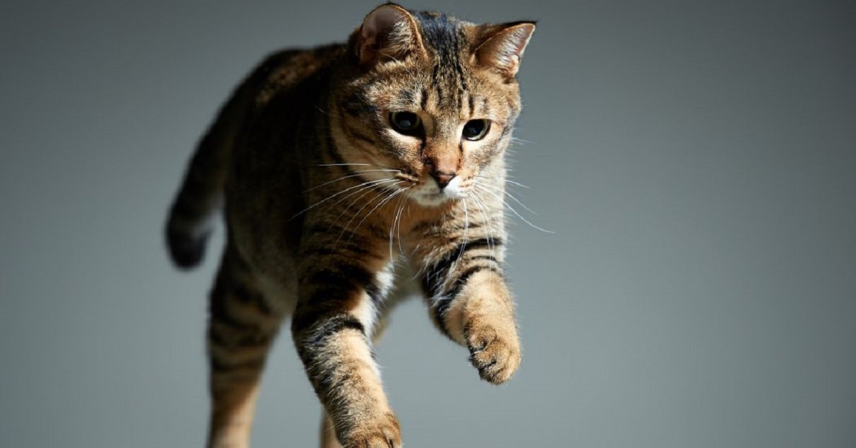 Il piccolo gattino soriano decide di saltare sul muro, il video finisce sul web e incuriosisce l’utenza