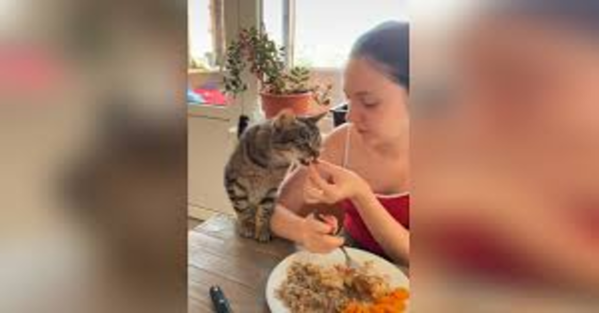 gatto chiede cibo alla padrona e lei cede