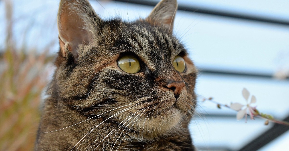 Boli di pelo nel gatto: cosa sono e cosa sapere