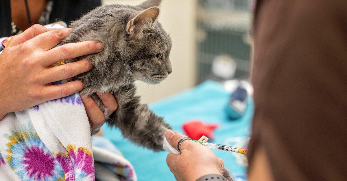 Insegnare al gatto a farsi fare un prelievo: i trucchi per farlo rimanere calmo