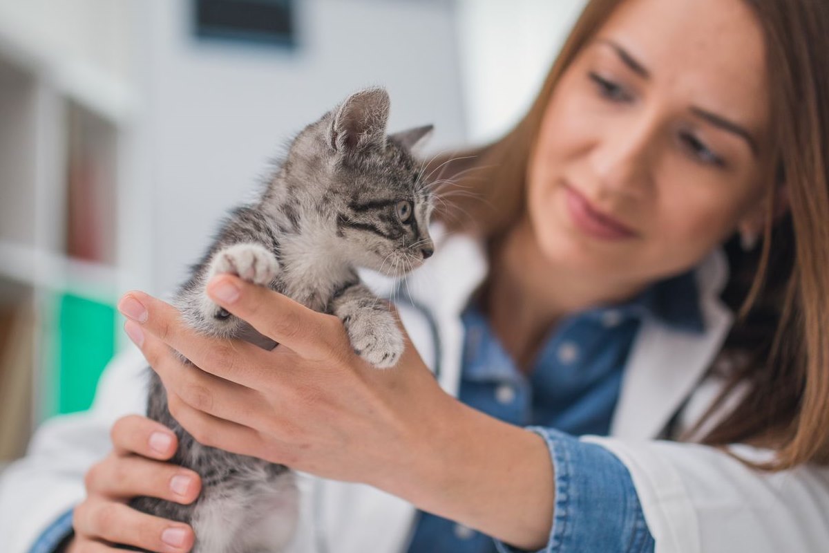 gattino dal veterinario