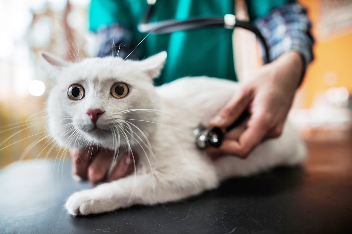 gatto spaventato dal veterinario
