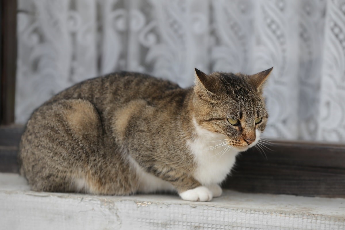 gatto accucciato sul pavimento