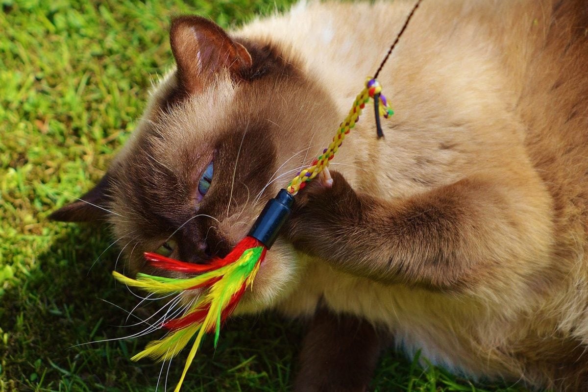 gatto che gioca con la piuma