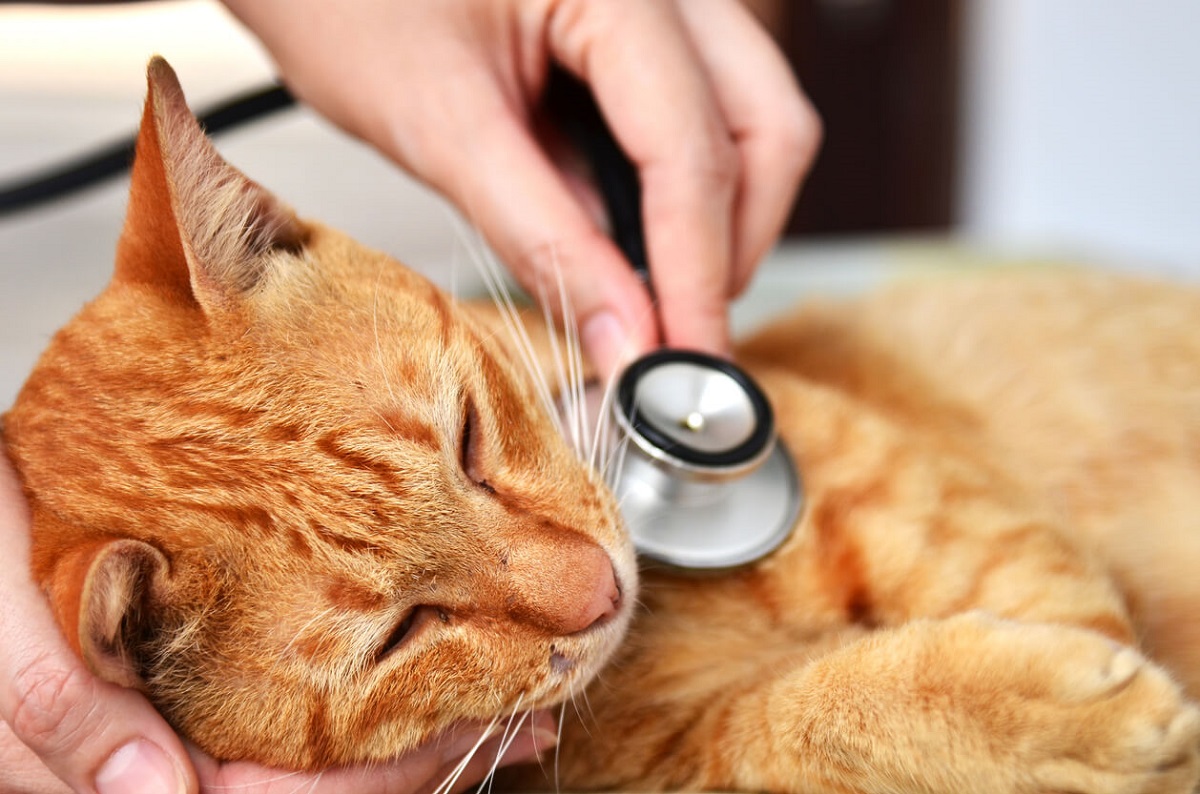 gatto arancione dal veterinario