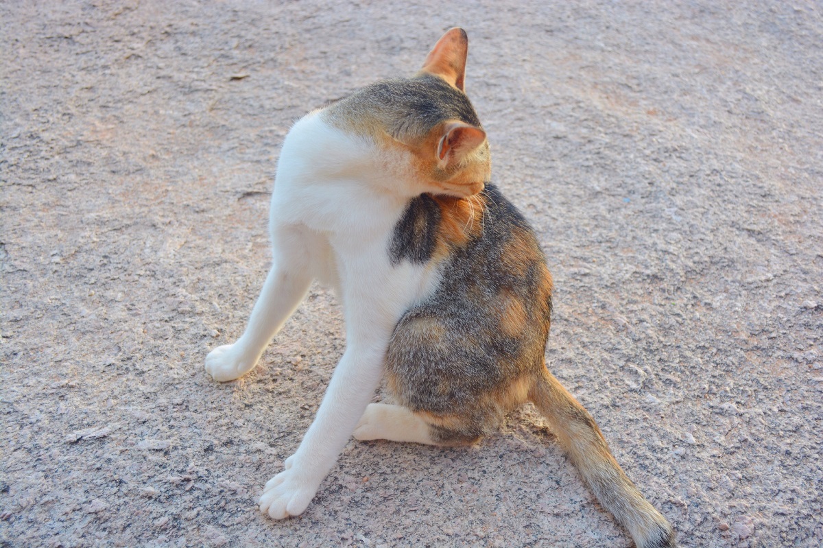 gatto multicolore per strada