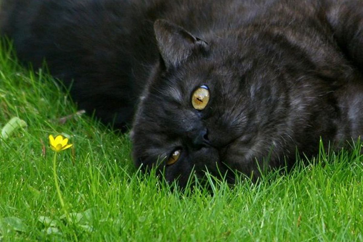 gatto nero su prato