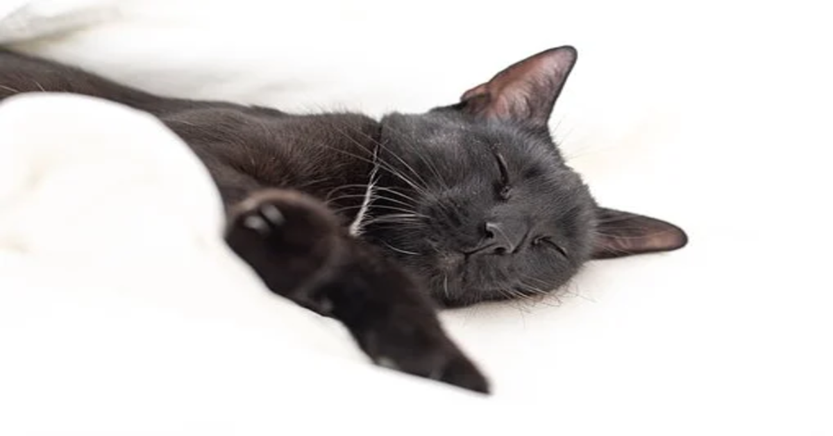 Un dolce gattino decide di fare la siesta in un luogo molto particolare (VIDEO)