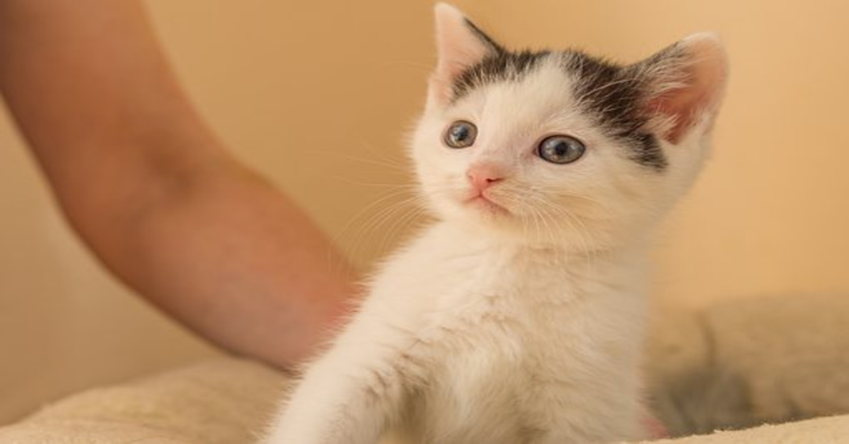 Un adorabile gattino imita la sua mamma  e il risultato è tenerissimo (VIDEO)