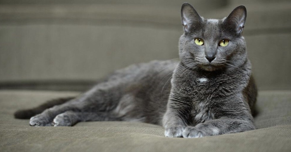 gatto grigio posa elegante