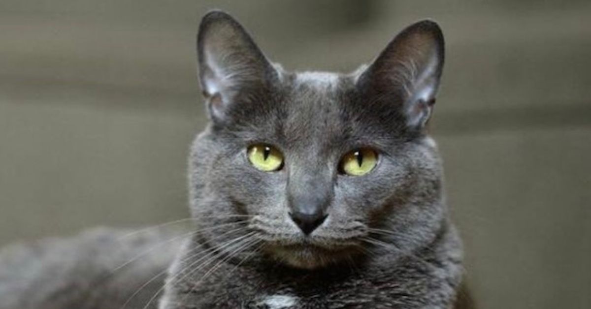 gatto pelo grigio e occhi gialli