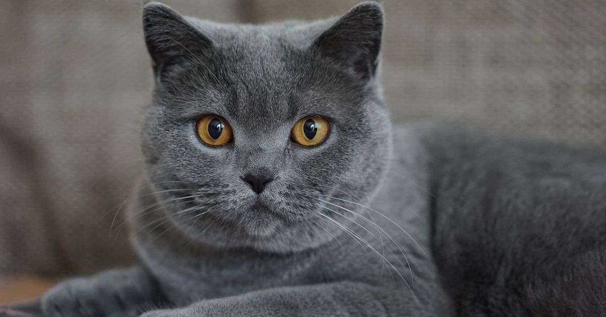 korat grigio