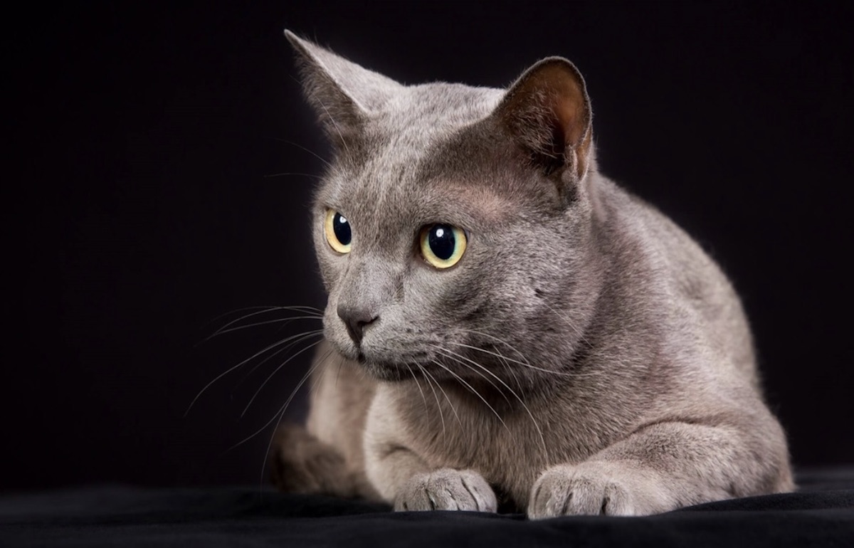 gatto sguardo profondo