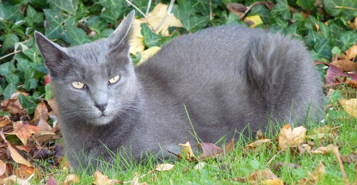 gatto nell'erba si riposa