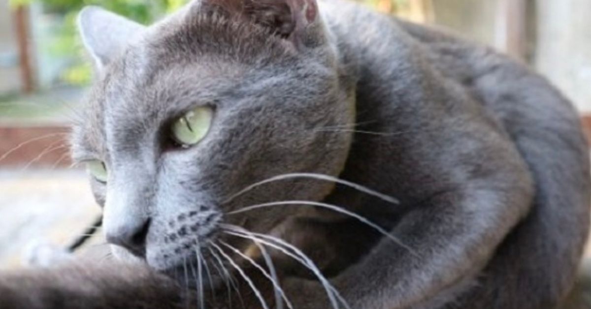 Korat, socializzazione: trucchi e consigli per un gatto tranquillo e sereno