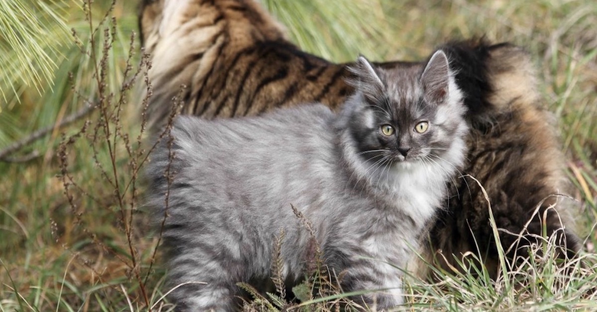 Kurilian Bobtail, malattie: quali sono le più comuni, come prevenirle e curarle