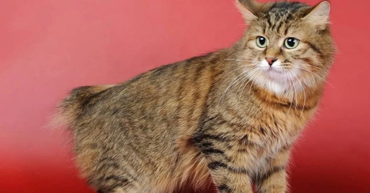 Kurilian Bobtail, storia: le origini, l’evoluzione e il percorso di questa razza