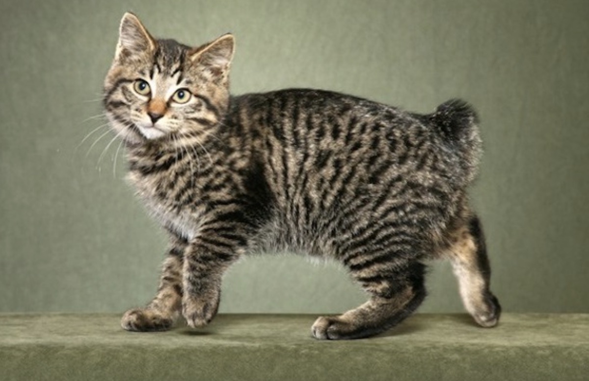 kurilian bobtail coda corta