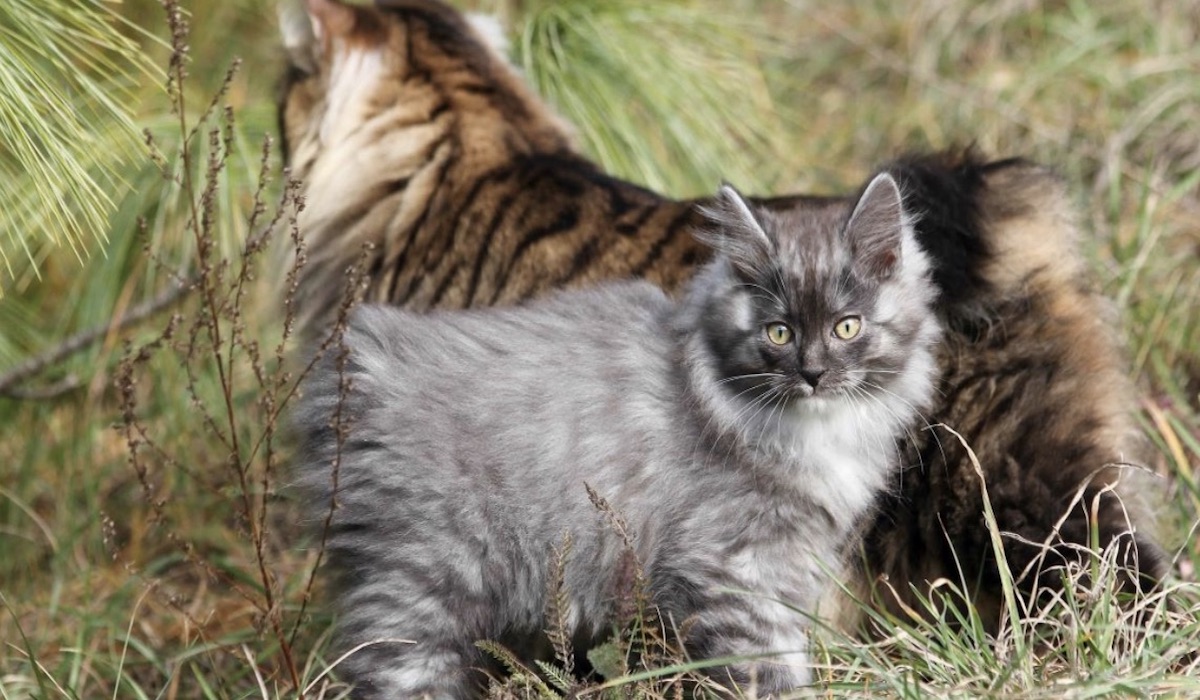 cucciolo di felino