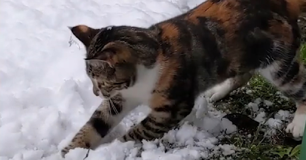 La gattina Calico vede e tocca la neve per la prima volta, la sua reazione nel video è adorabile
