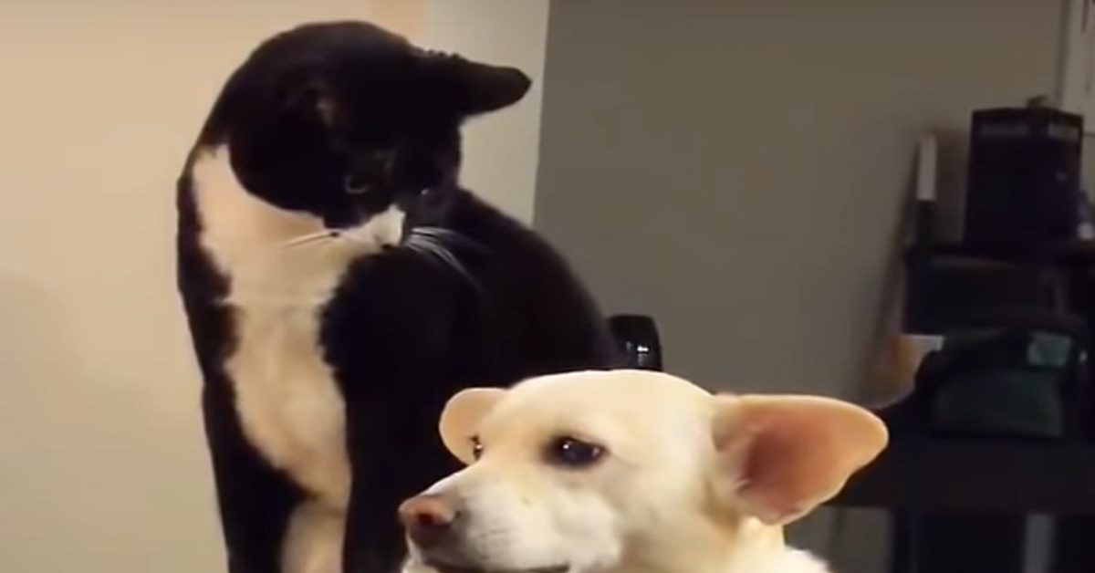 La gattina fissa ininterrottamente il cane con aria sospetta, il finale del video è imprevedibile