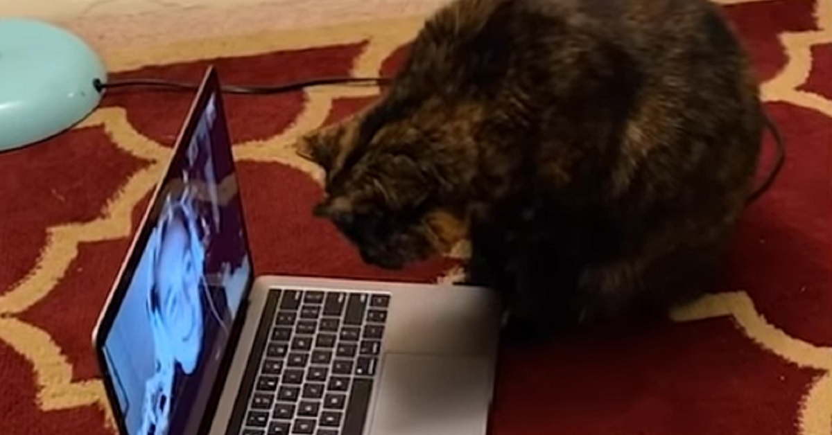 La gattina rivede la sua mamma grazie ad una videochiamata, il tenero video vi farà emozionare
