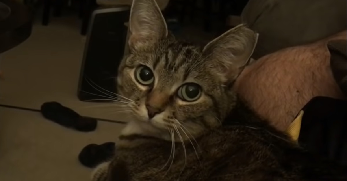 La gattina Soriano risponde in modo particolare nel video quando le viene chiesto se ha fame