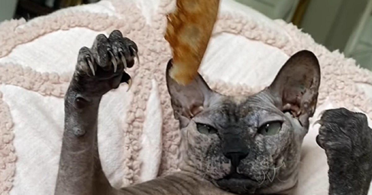 La gattina Sphynx fa il suo primo incontro con la crosta della pizza, il video è da ridere a crepapelle