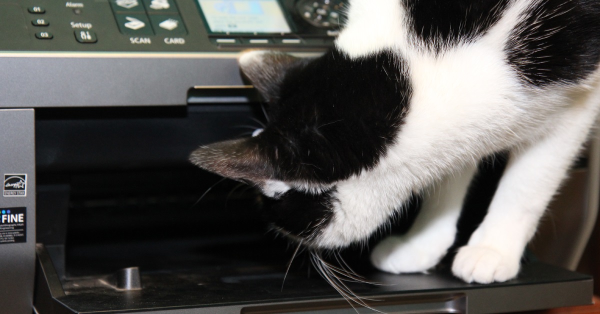 La gattina vede per la prima volta la stampante, la sua clamorosa reazione in video è tutta da ridere