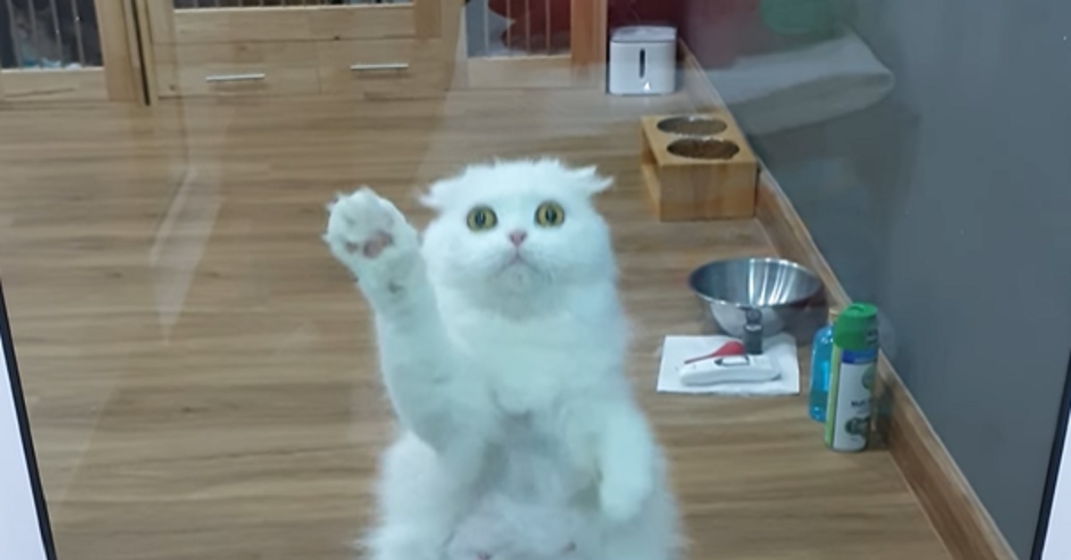 La gattina vede tornare a casa la mamma, il video della sua reazione è da vedere assolutamente