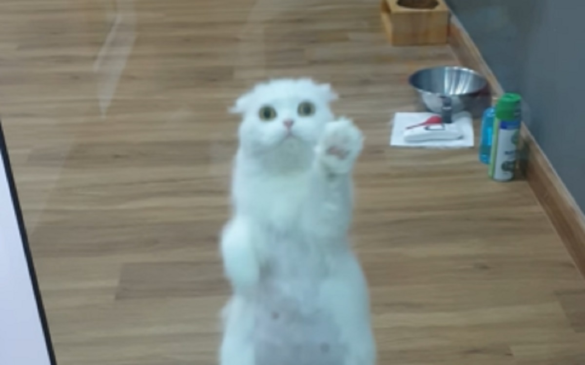 saluta mamma gattina