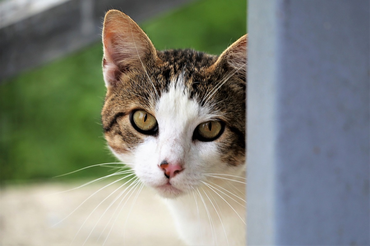 La gattina vuole capire come funziona il piccolo ventilatore, tutta la sua curiosità in video