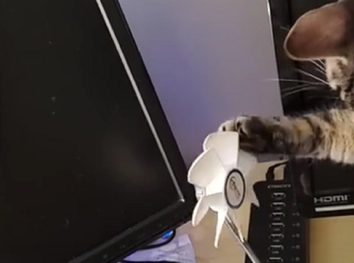 micio curioso gattino
