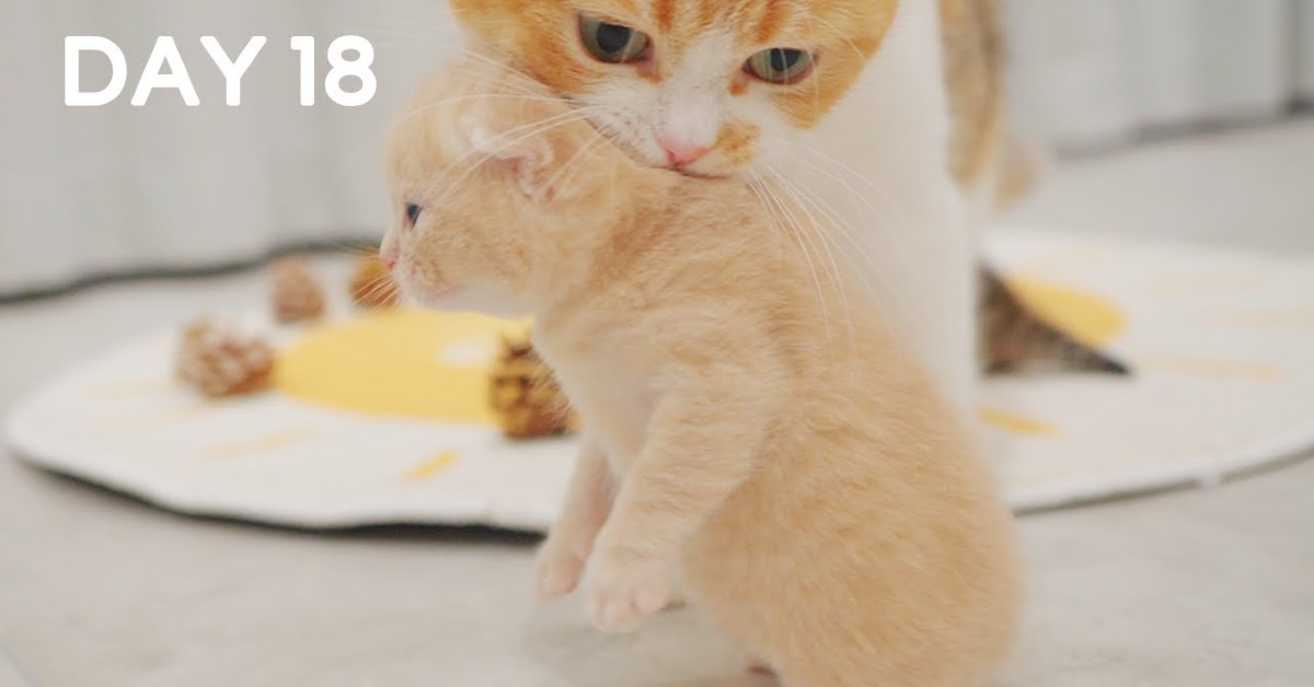 Mamma gatto si prende cura dei suoi piccoli gattini (VIDEO)