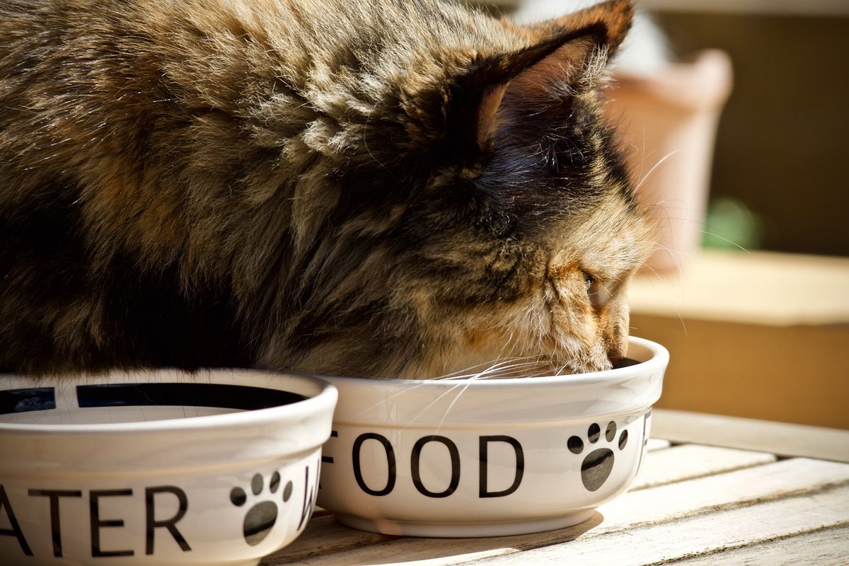 gatto adulto che mangia la pappa dalla ciotola