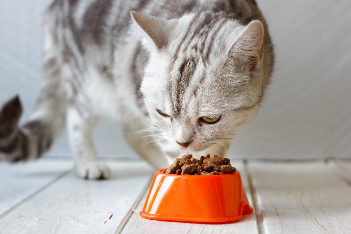 gatto grigio tigrato che mangia la pappa