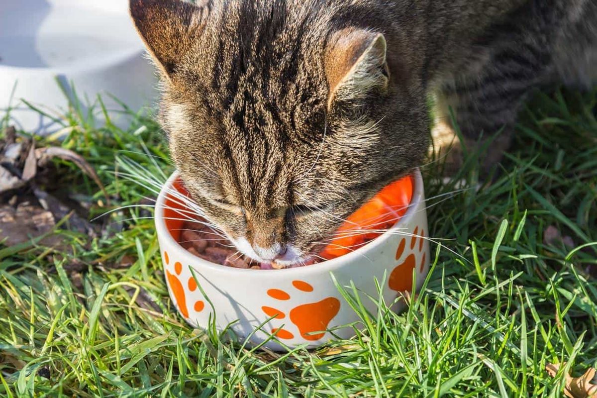 gatto che mangia la pappa in giardino